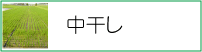 中干しを始めました