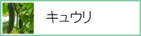 キュウリ