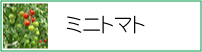 ミニトマト