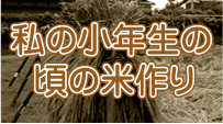 私の小年生の米作り