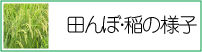 田んぼ・穂の様子
