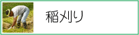 稲刈り